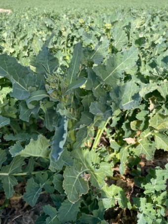 WRRL_Pflanzenbeprobung_Rapsnull